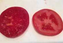 Tomato on the left grown on my grandmother's farm vs one bought at the grocery store. : r/mildlyinteresting