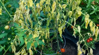 Tomato Wilt: Reasons For Tomato Plant Leaves Wilting