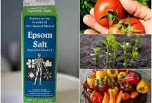 10 Incredible Epsom Salt Uses For Your Plants & Garden