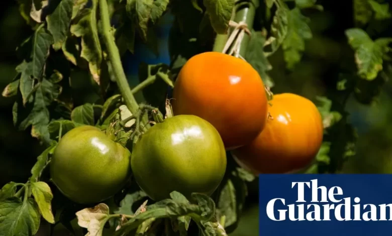 What do I do with green tomatoes? | Life and style | The Guardian