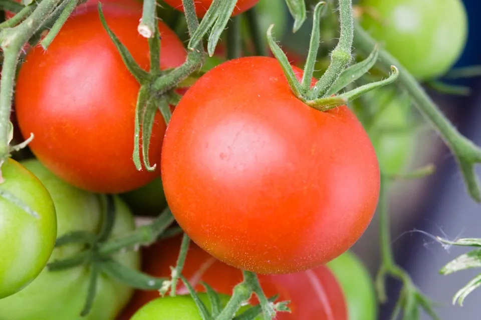How to grow tomato plants from cuttings