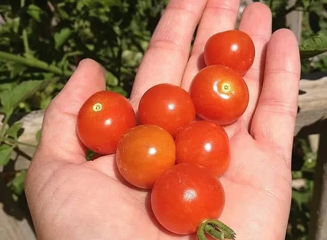 Freshly picked cherry tomato harvest