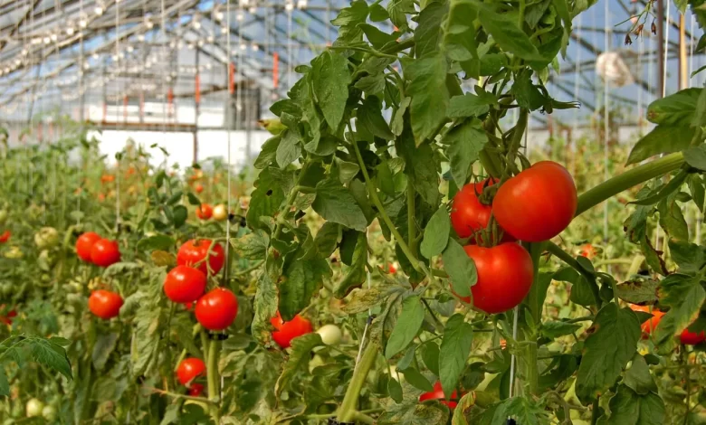 Greenhouse Grown Tomatoes - Learn How To Grow Tomatoes In A Greenhouse