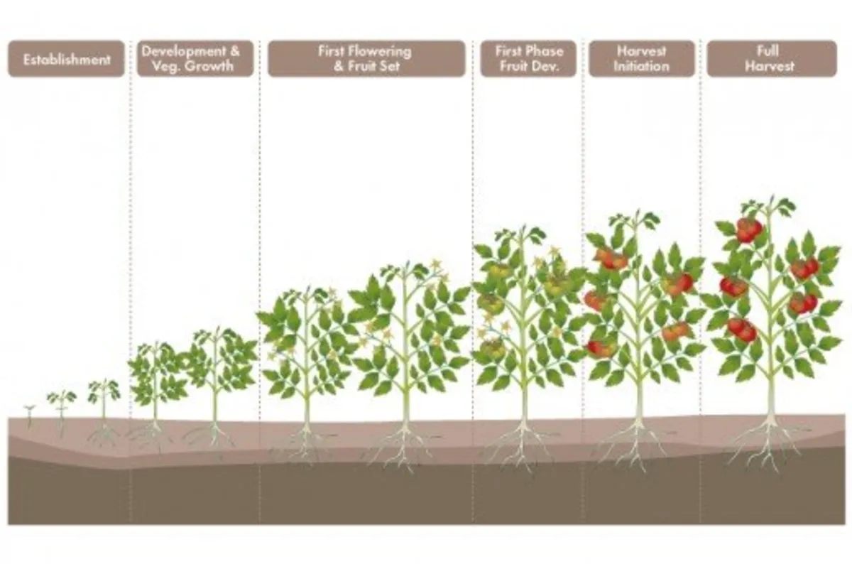 Stages of tomato growing.