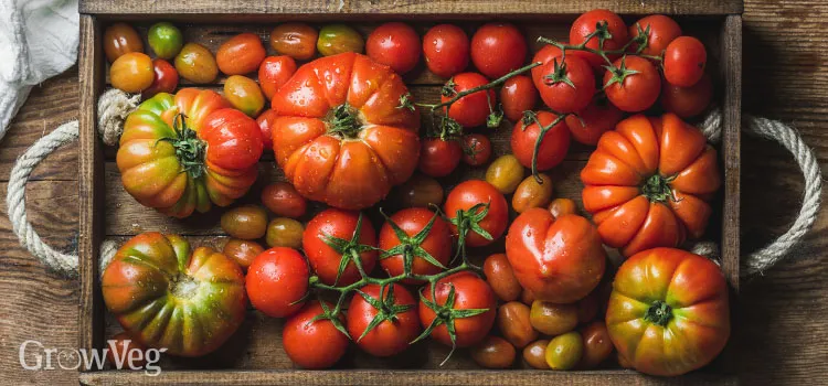 Choosing Tomatoes for Freezing, Drying and Canning