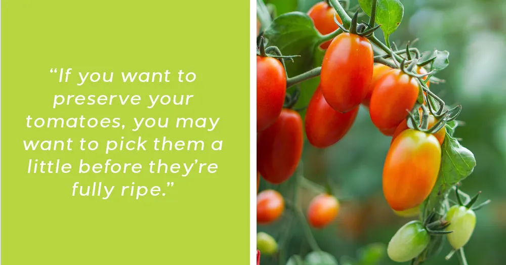 when to pick tomatoes mother nature