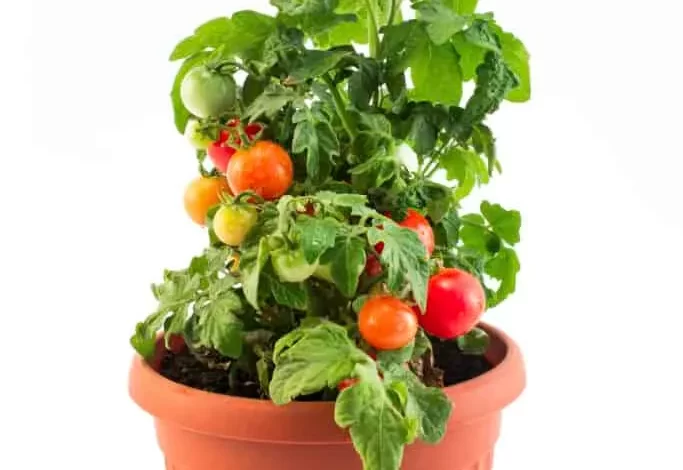 Cherry tomato plant with in pot against white background