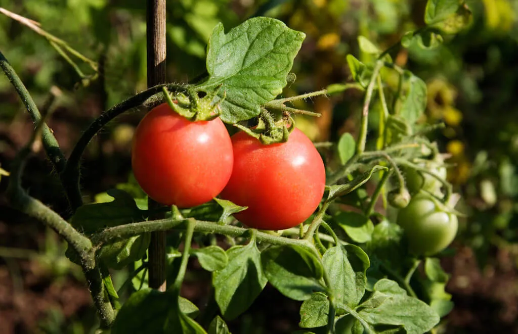 Cherry tomatoes on the vine.