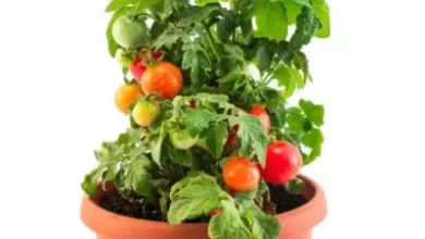 Potted Cherry Tomato Plant