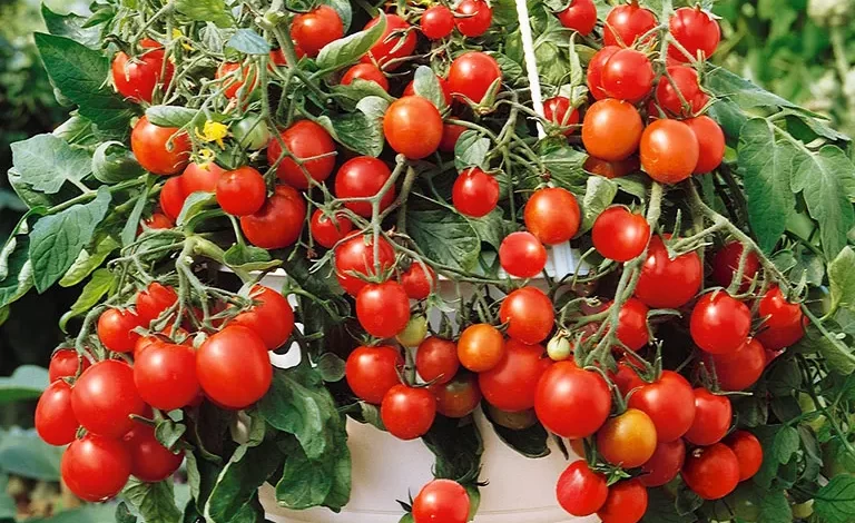Next Spring Grow Your Tomatoes in Hanging Baskets