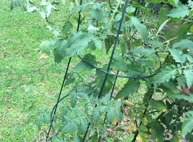 How do I stop my tomato plant from breaking under its own weight + should I move it from its pot? : r/gardening