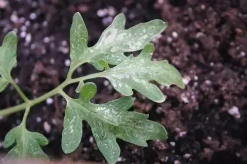 What does frost damage look like on tomato plants? - Quora