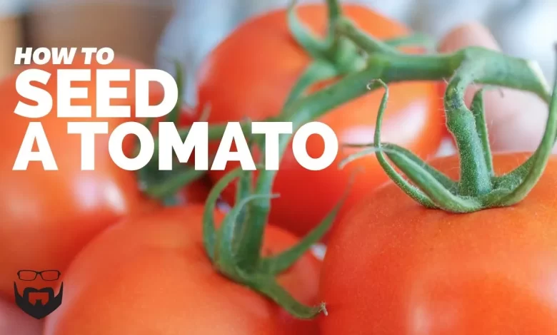 How to Seed a Tomato - YouTube
