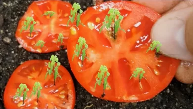 How to Grow Tomatoes from Seed (Updated 2021 with Results) - YouTube