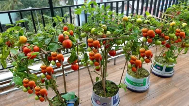 Growing Tomatoes on the balcony and the unexpected happened - YouTube
