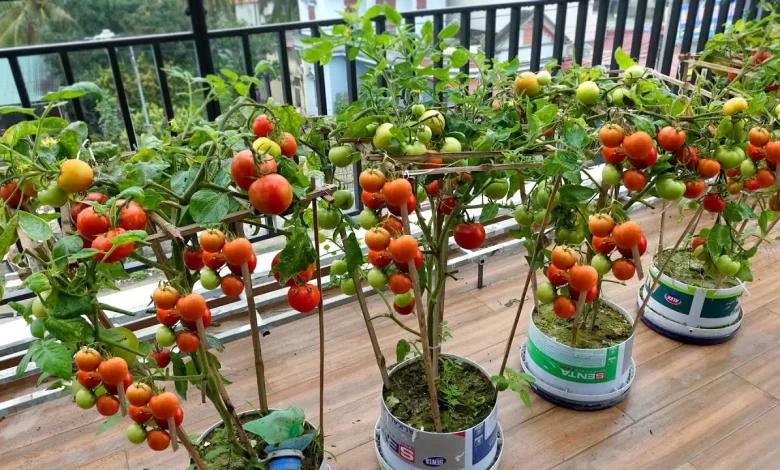 Growing Tomatoes on the balcony and the unexpected happened - YouTube