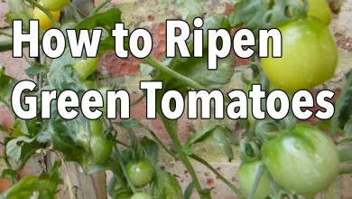 How to Ripen Green Tomatoes - YouTube