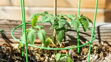 How To Plant Tomatoes Like a PRO
