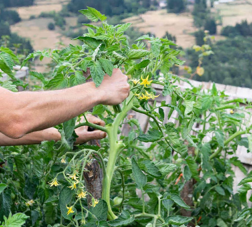 Man pruning tomato plants to help tomatoes ripen on the vine