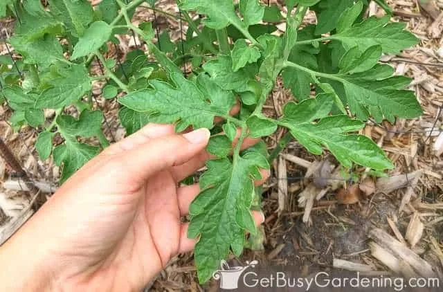 Removing leaves from tomato plants