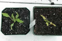 Side by side of two seedlings, one is healthy and the other is withering due to cold stress.