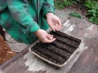 Hands sowing seeds in a seed tray.