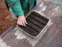 Hands gently pinching soil together to cover each furrow.