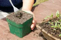 Small 4 inch green container filled with potting mix to transplant each seedling.
