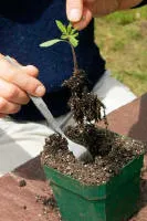Hands inserting seedling into green container for transplanting.