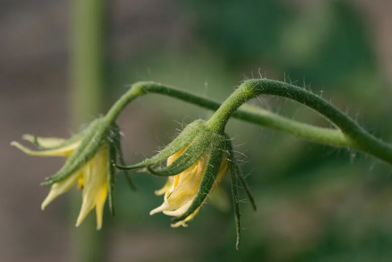 Tomato blossoms can be temperamental. If it's too cool (below 55˚) or too hot (above 90˚), the flowers of most varieties will pause from setting fruit until the temperature is back where they like it.