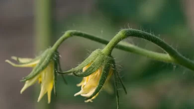 Tomato blossoms can be temperamental. If it's too cool (below 55˚) or too hot (above 90˚), the flowers of most varieties will pause from setting fruit until the temperature is back where they like it.