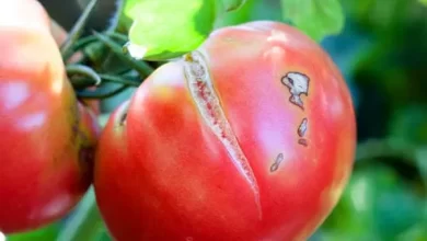 Stop Tomatoes from Splitting or Cracking - Brown Thumb Mama®