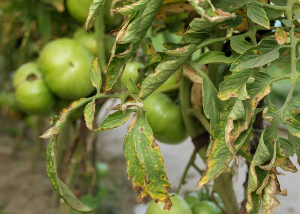 tomato plant with fungus on leaves and green tomatoes.
