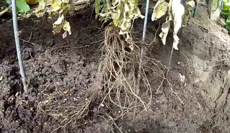 tomato roots can go very deep
