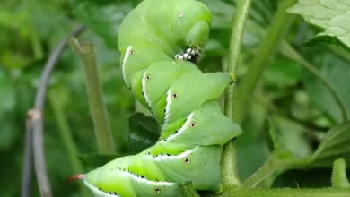 Tomato Hornworms: How to Get Rid of Tomato Hornworms | The Old Farmer's Almanac