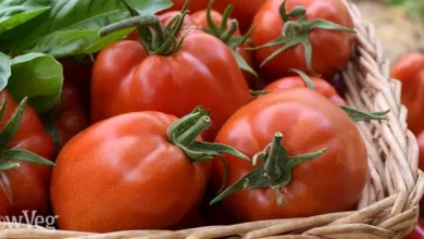 Growing Tomatoes from Sowing to Harvest