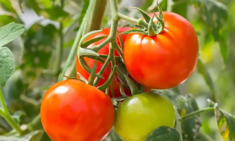 Is a Tomato a Fruit or a Vegetable? | Britannica