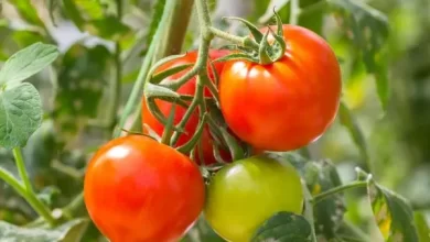 Ripe red tomatoes (Solanum) and green tomato on plant. Fruit vegetable tomato