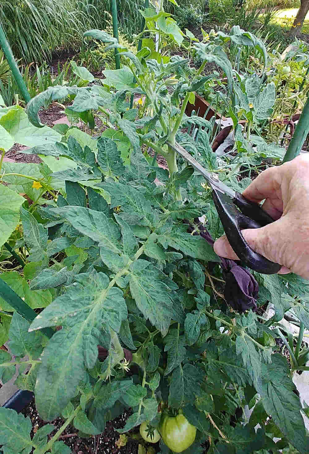 Topping a tomato plant to encourage it to ripen the green tomatoes.