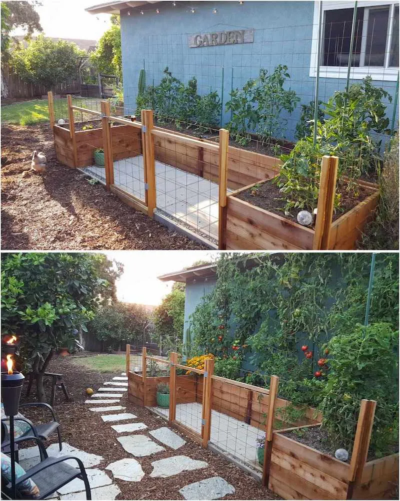 A two part image collage, the first image shows four raised beds formed into the shape of a large U. There are smaller tomato plants along the backside of the beds, backed up against the side of a house. There is a flat trellis along the backside that is held in place with stakes. The second image shows the same garden area after the tomatoes have grown in. They are now growing towards the roofline of the house, many bright red tomatoes are popping through against the dark green foliage of the plants. Support tomatoes in various ways to work in your space.