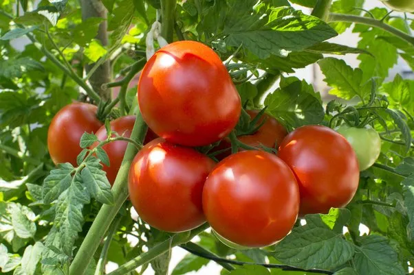 Tomato Plants: Does age of seed affect the amount of fruit? - Quora