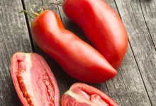 san marzano tomatoes