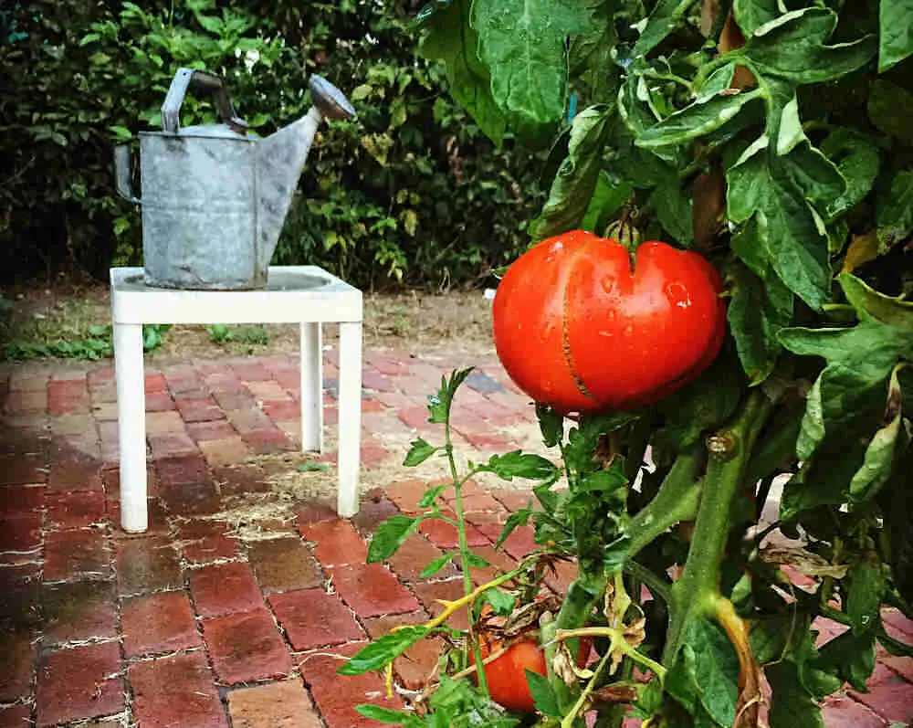 Watering can on a table with tomato plant nearby.