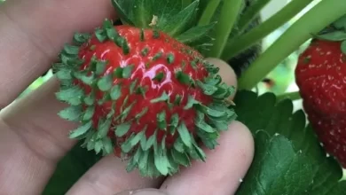 Picture of a Sprouting Strawberry Disturbs People Online