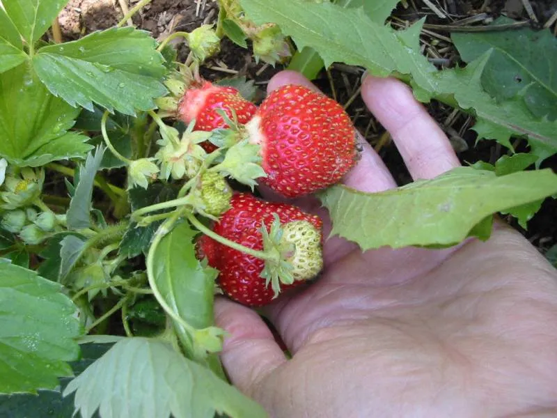 Big strawberries being picked for eating.