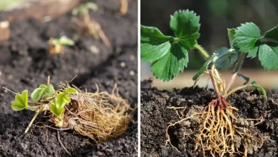 Guide to Planting Bare Root Strawberry Plants – Strawberry Plants