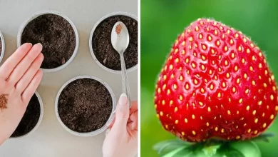 Strawberry Seeds - All You Need To Know (Updated 2022)