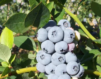 Elliot blueberries (northern highbrush types)