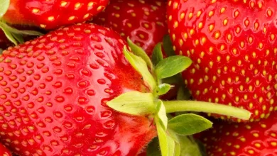 Ozark beauty strawberries close shot