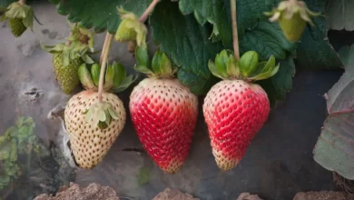 Companion Planting For Strawberries • Insteading